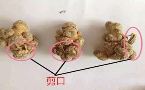 三七剪口含有皂苷吗